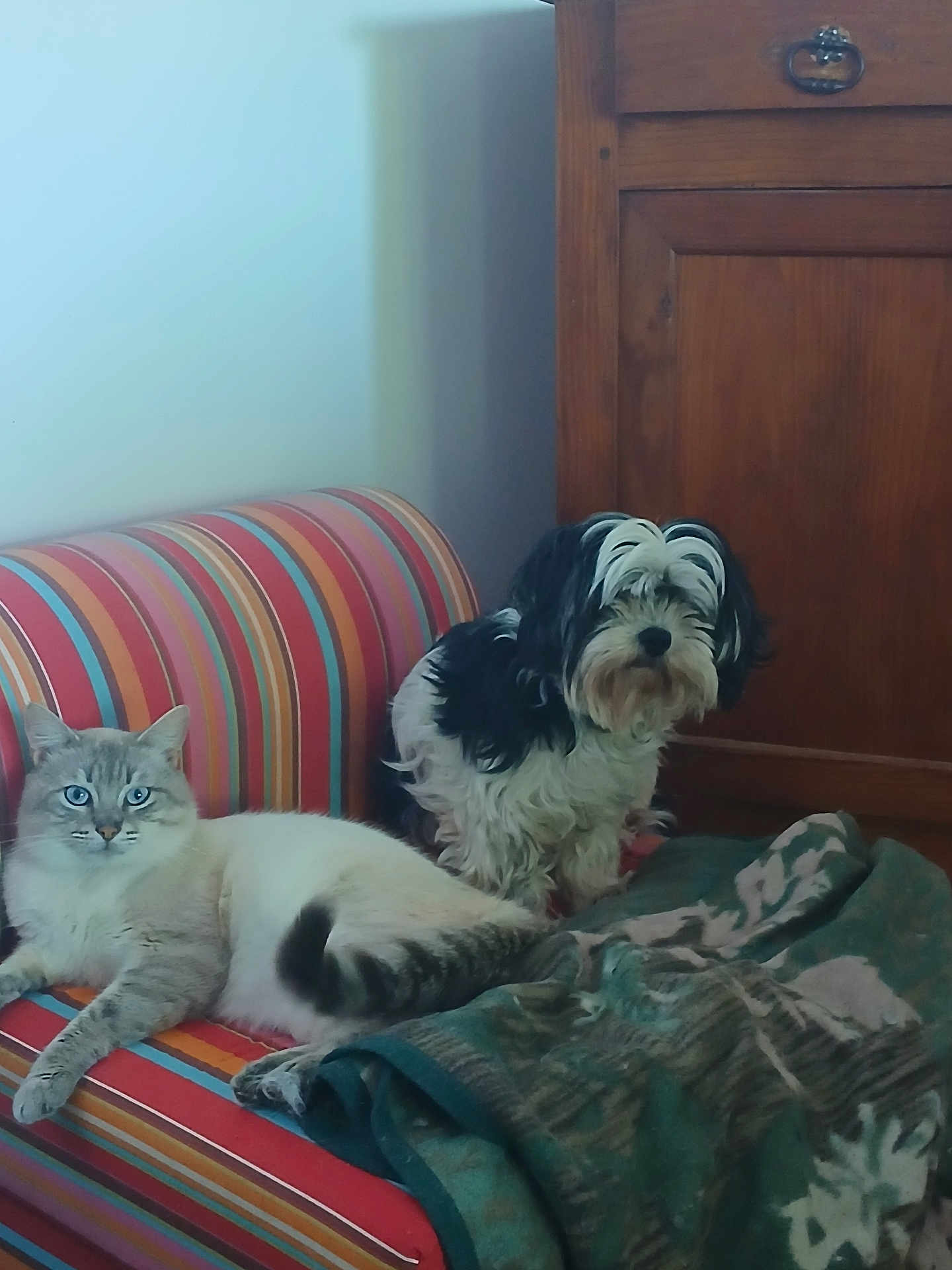 Uno a rejoint le concours — aidez-le/la à gagner de superbes lots ! cat, dog, couch, striped_couch, blanket, indoor, wooden_cabinet, pet, furry, relaxed, curious, blue_eyes, black_and_white_dog, cozy, living_room, companion, furniture, domestic_animal, resting, cute