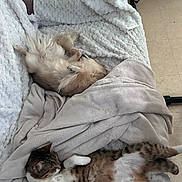 Vanyna a rejoint le concours — aidez-le/la à gagner de superbes lots ! dog, cat, blanket, couch, indoor, pet, sleeping, relaxing, fur, cozy, animal, companion, resting, soft_texture, home, comfort, cute, nap, tabby_cat, small_dog
