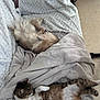 dog, cat, blanket, couch, indoor, pet, sleeping, relaxing, fur, cozy, animal, companion, resting, soft_texture, home, comfort, cute, nap, tabby_cat, small_dog
