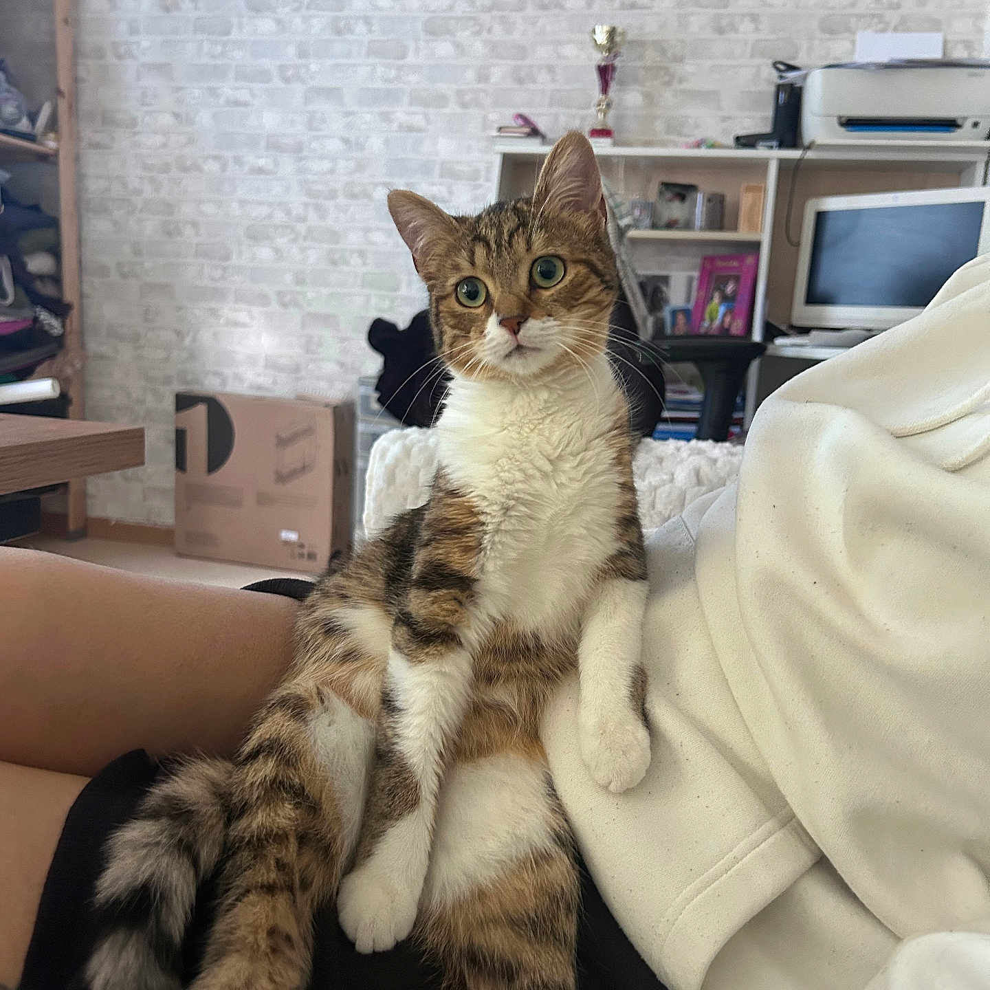 Vanyna participe au concours pour gagner de l'argent avec cette photo : animal, brick_wall, casual, cat, computer, cozy, curious, feline, furniture, home, indoor, lap, living_room, person, pet, relaxed, resting, shelf, tabby_cat, white_paws