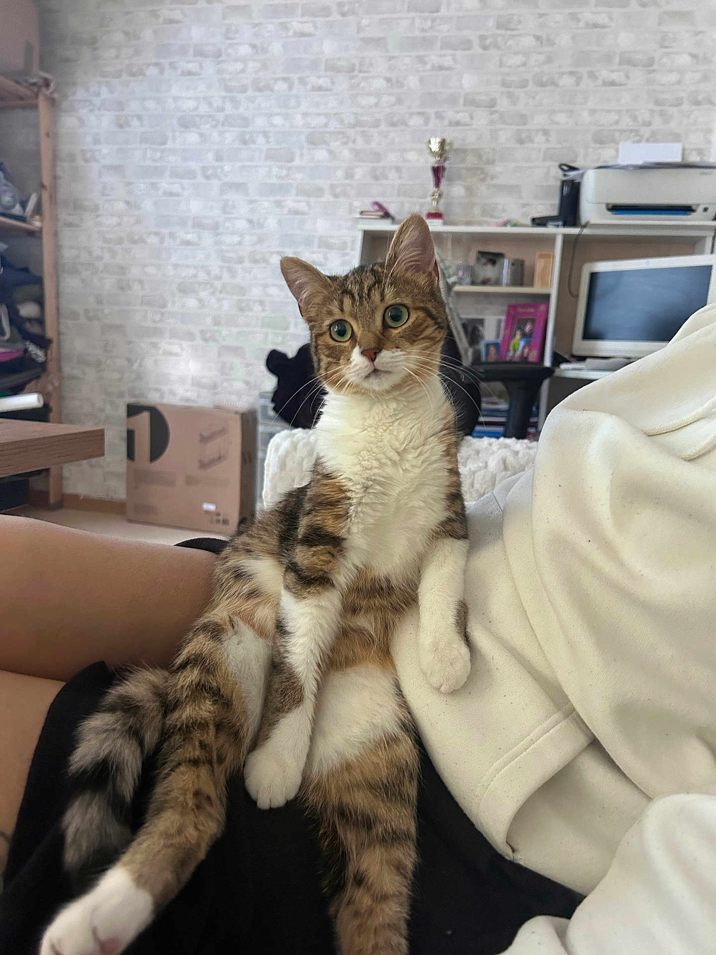 Vanyna participe au concours pour gagner de l'argent avec cette photo : cat, tabby_cat, pet, indoor, person, lap, relaxed, feline, white_paws, curious, brick_wall, shelf, computer, home, cozy, furniture, animal, resting, casual, living_room