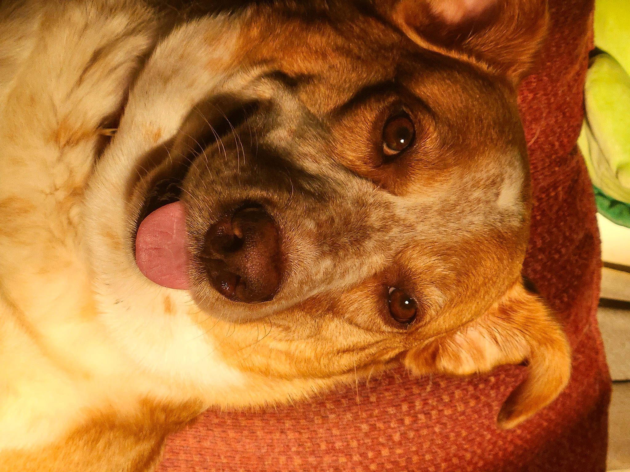 Kodi is registered to the contest to win money with this photo: canidae, carnivore, comfort, companion_dog, dog, dog_breed, ear, fawn, fur, liver, non_sporting_group, nose, paw, puppy, puppy_love, selfie, snout, sporting_group, whiskers, working_animal