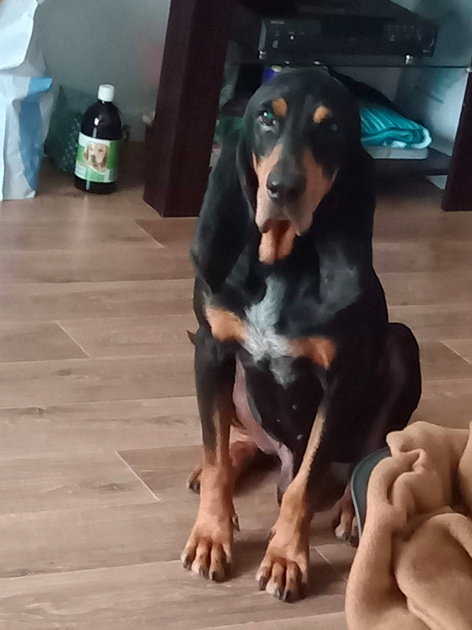 Hector participe au concours pour gagner de l'argent avec cette photo : bottle, canidae, carnivore, companion_dog, dobermann, dog, dog_breed, flooring, foot, gesture, guard_dog, hardwood, hound, hunting_dog, sharing, sporting_group, toy_dog, working_animal, working_dog