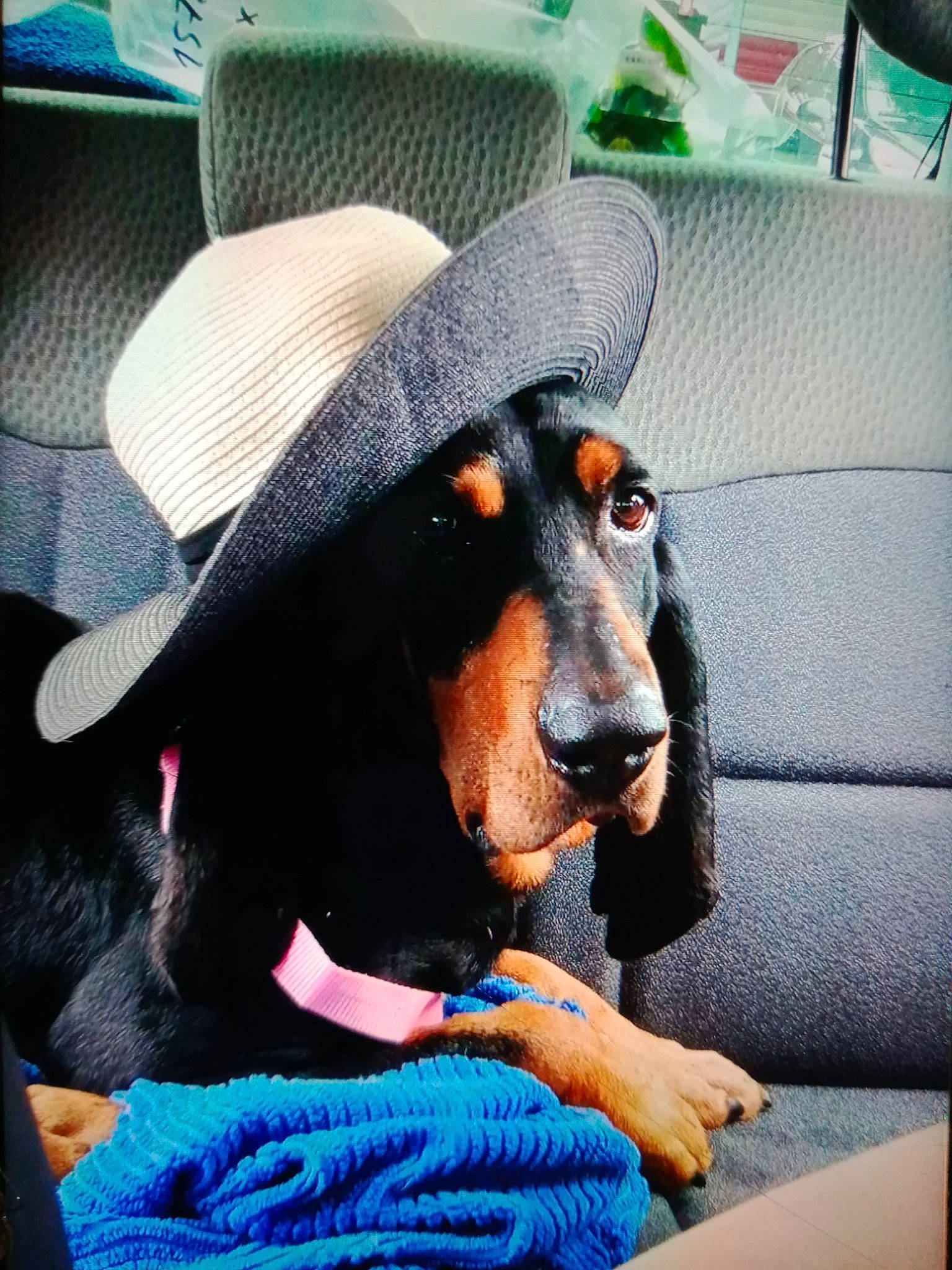 Hector participe au concours pour gagner de l'argent avec cette photo : canidae, carnivore, comfort, companion_dog, dog, dog_breed, dog_supply, electric_blue, fashion_accessory, fur, green, hat, head_restraint, headgear, pet_supply, pinscher, snout, sporting_group, toy_dog, working_animal