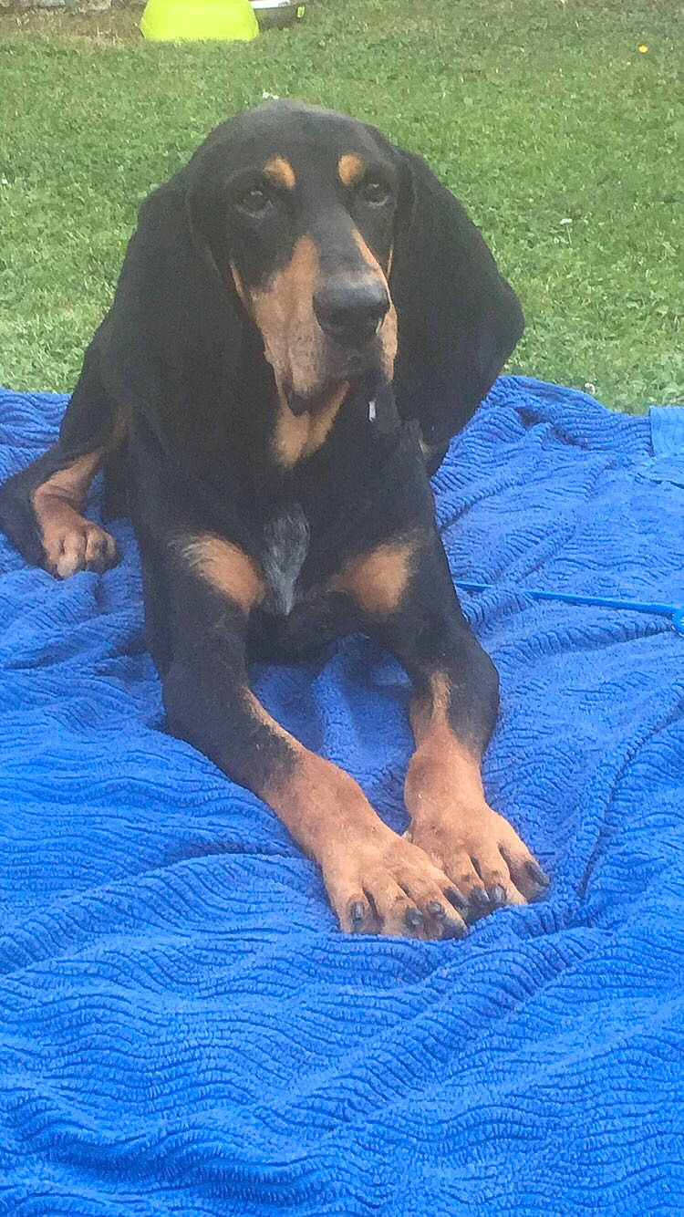 Hector participe au concours pour gagner de l'argent avec cette photo : black_and_tan_coonhound, blue, canidae, carnivore, companion_dog, dobermann, dog, dog_breed, electric_blue, fawn, grass, guard_dog, hound, montenegrin_mountain_hound, pinscher, snout, sporting_group, toy_dog, working_animal, working_dog