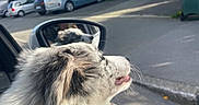 Alaska participe au concours pour gagner de l'argent avec cette photo : dog, car, side_mirror, window, street, parked_cars, building, reflection, fur, fluffy, tongue, outdoor, daylight, road, curb, trash_bin, animal, pet, transportation, happy