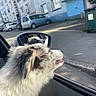 dog, car, side_mirror, window, street, parked_cars, building, reflection, fur, fluffy, tongue, outdoor, daylight, road, curb, trash_bin, animal, pet, transportation, happy