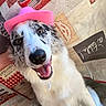 Alaska a rejoint le concours — aidez-le/la à gagner de superbes lots ! animal, background, brown_eyes, canine, close_up, cowboy_hat, cute, dog, domestic, fur, happy, indoor, kitchen_theme, pet, pink_hat, portrait, sitting, smiling, tongue_out, wallpaper