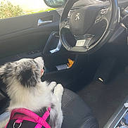 Alaska participe au concours pour gagner de l'argent avec cette photo : dog, pet, car_interior, steering_wheel, pink_harness, seat, window, sunlight, side_mirror, dashboard, leather_seat, canine, vehicle, looking, resting, black_and_white, fur, daylight, passenger_seat, collar
