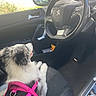 dog, pet, car_interior, steering_wheel, pink_harness, seat, window, sunlight, side_mirror, dashboard, leather_seat, canine, vehicle, looking, resting, black_and_white, fur, daylight, passenger_seat, collar