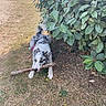 animal, bush, canine, chewing, collar, daylight, dog, fence, field, fur, grass, ground, leaf, nature, outdoor, park, pet, playful, stick, summer