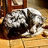 animal, canine, cozy, curled_up, dog, domestic_animal, fur, home, indoor, marbled_fur, peaceful, pet_toy, quiet, relaxation, resting, shadow, sleeping, sunlight, tile_floor, wooden_furniture