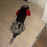 animal, black_clothing, calm, canine, coat, corner, dog, domestic, floor, fur, house, indoor, long_tail, lying_down, pet, quiet, red_clothing, resting, tail, wooden_floor