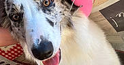 Alaska participe au concours pour gagner de l'argent avec cette photo : animal, brown_eyes, canine, cheerful, cowboy_hat, cute, dog, domestic_animal, funny, fur, happy, headwear, indoor, looking_at_camera, pet, pink_hat, portrait, sitting, tongue_out, white_fur