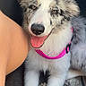 animal, black_spots, brown_eyes, canine, car_seat, close_up, companion, dog, domestic_animal, fluffy, happy, human_arm, indoor, pet, pink_harness, puppy, relaxed, sitting, tongue_out, white_fur