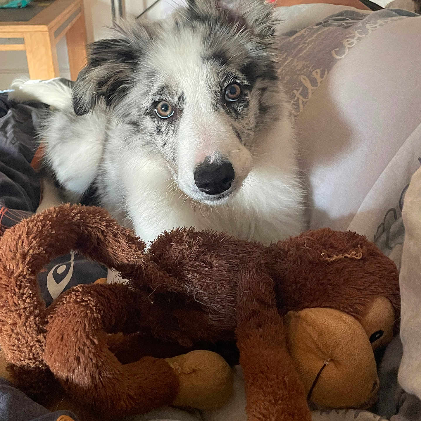Alaska a rejoint le concours — aidez-le/la à gagner de superbes lots ! dog, puppy, bed, blanket, stuffed_toy, plush, indoor, cozy, fur, animal, pet, looking_at_camera, cute, resting, home, brown, white, black, ears, toy