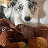 Alaska a rejoint le concours — aidez-le/la à gagner de superbes lots ! dog, stuffed_toy, plush, bed, fur, pet, animal, cute, indoors, closeup, toy, white, black, brown, snout, ears, eyes, comfort, cozy, lying_down