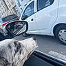 Alaska a rejoint le concours — aidez-le/la à gagner de superbes lots ! dog, car, side_mirror, reflection, window, street, urban, buildings, parked_cars, white_car, curious, pet, animal, outdoor, daylight, road, travel, transportation, canine, closeup