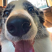 Alaska a rejoint le concours — aidez-le/la à gagner de superbes lots ! animal, canine, car_interior, close_up, cute, daylight, dog, domestic_animal, ears, face, fur, happy, inside, mouth, nose, pet, smiling, tongue, tongue_out, window