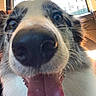 animal, canine, car_interior, close_up, cute, daylight, dog, domestic_animal, ears, face, fur, happy, inside, mouth, nose, pet, smiling, tongue, tongue_out, window