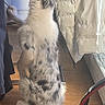 clothing, container, dog, fur, hand, indoor, interaction, jacket, licking, light, paw, person, pet, side_view, sitting, snack, spotted, tail, window, wooden_floor