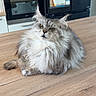 cat, maine_coon, fluffy, long_hair, gray_fur, white_fur, pet, animal, portrait, sitting, indoor, kitchen, table, wood_grain, refrigerator, oven, magnets, whiskers, ears, serious_expression