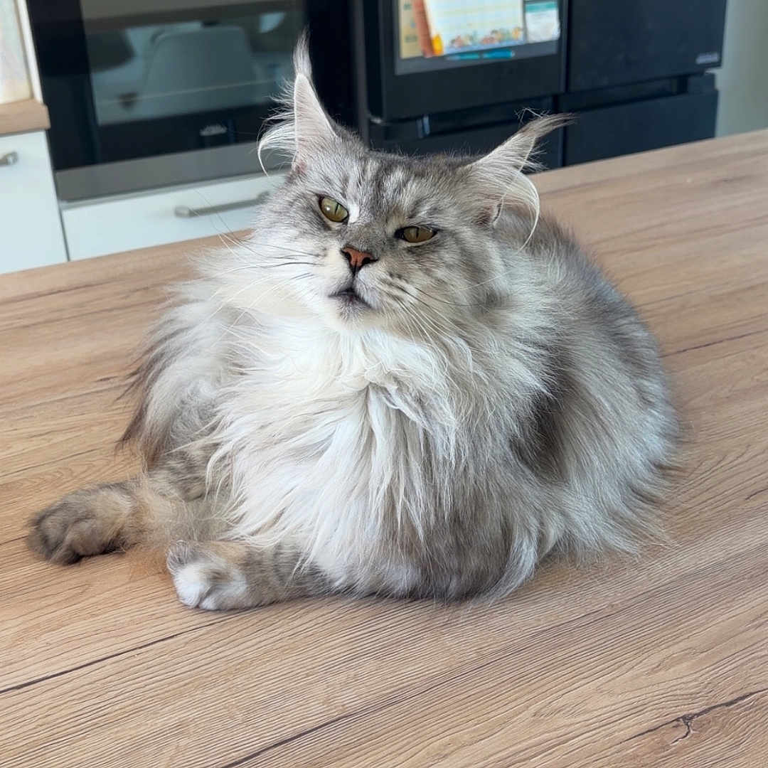 Sia a rejoint le concours — aidez-le/la à gagner de superbes lots ! cat, maine_coon, fluffy, long_hair, gray_fur, white_fur, pet, animal, portrait, sitting, indoor, kitchen, table, wood_grain, refrigerator, oven, magnets, whiskers, ears, serious_expression