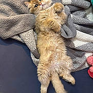 Irwin is registered to the contest to win money with this photo: animal, bed, blanket, cat, comfort, cozy, cute, feline, fluffy, fur, indoor, looking, lying_down, paws, pet, relaxed, resting, sleepy, soft, warm