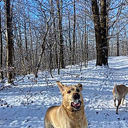Rexi a rejoint le concours — aidez-le/la à gagner de superbes lots ! active, animal, blue_sky, canine, daytime, dog, forest, happy, labrador_retriever, mammal, nature, outdoor, pet, playful, snow, snowy_ground, sunlight, trees, walking, winter