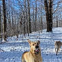 active, animal, blue_sky, canine, daytime, dog, forest, happy, labrador_retriever, mammal, nature, outdoor, pet, playful, snow, snowy_ground, sunlight, trees, walking, winter