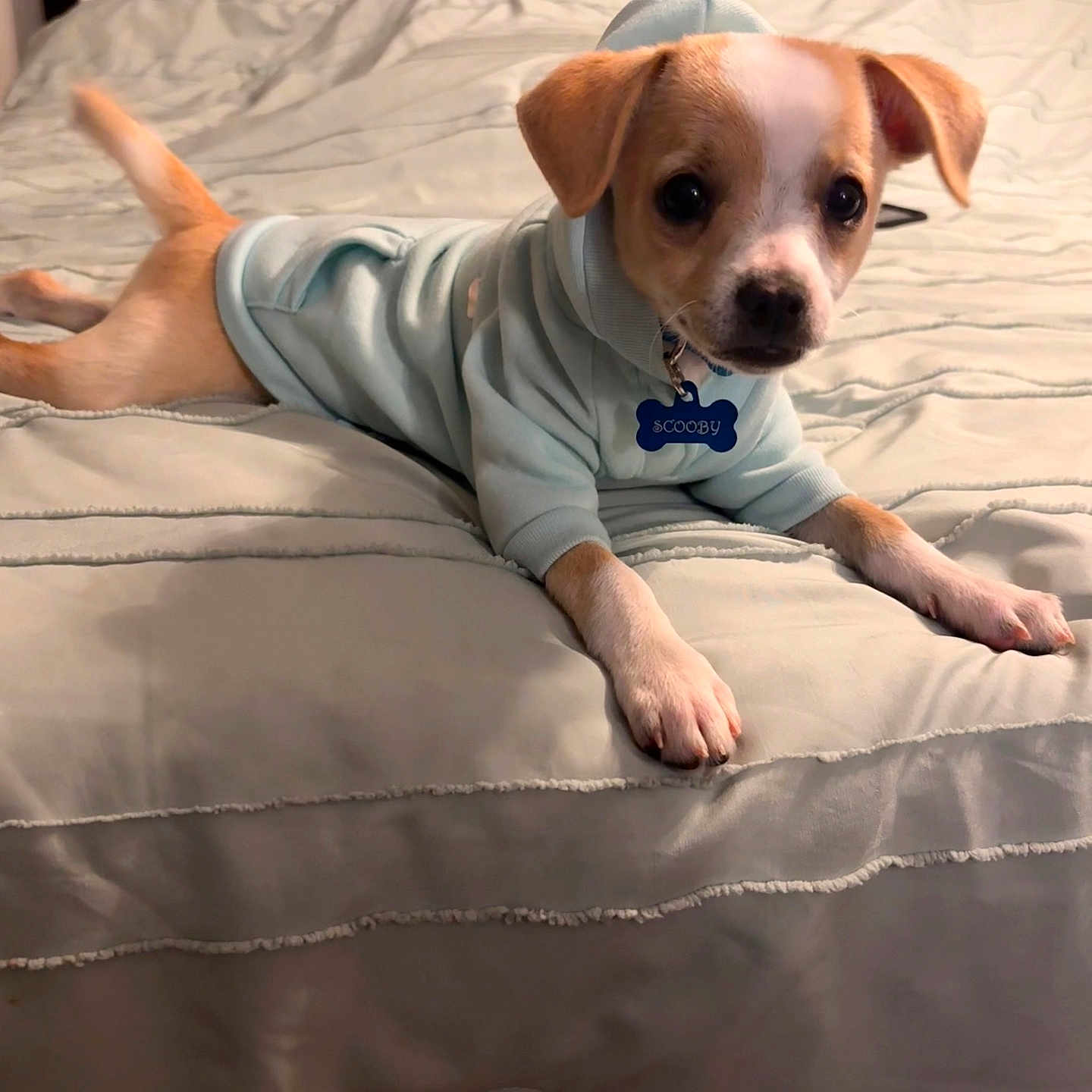 Scooby is registered to the contest to win money with this photo: animal, bed, blanket, canine, collar, comfort, cute, dog, ears, face, fur, hoodie, indoors, looking_at_camera, lying_down, pet, puppy, resting, small_dog, tag