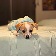 Scooby joined the competition — help win amazing prizes! adorable, animal, bed, blanket, cozy, cute, dog, domestic_animal, ears, fur, hoodie, indoor, lying_down, pet, puppy, resting, sleepy, small, soft, young