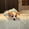 adorable, animal, bed, blanket, cozy, cute, dog, domestic_animal, ears, fur, hoodie, indoor, lying_down, pet, puppy, resting, sleepy, small, soft, young