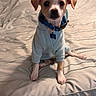 Scooby joined the competition — help win amazing prizes! animal, bed, bedding, blue_collar, collar, cozy, cute, dog, domestic_animal, ears, fur, hoodie, indoor, looking_at_camera, pet, puppy, sitting, small_dog, white_and_brown, young_dog