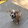 Scooby is registered to the contest to win money with this photo: adorable, animal, brown, collar, concrete, cute, dog, ears, looking_up, outdoor, pet, puppy, shadow, sidewalk, sitting, small, sunlight, tail, white, young