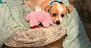 Scooby joined the competition — help win amazing prizes! animal, bed, brown_and_white, carpet, collar, cozy, cute, dog, fur, indoor, pet, pink_toy, puppy, relaxed, resting, small_dog, soft_texture, stone_surface, towel, toy