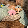 animal, bed, brown_and_white, carpet, collar, cozy, cute, dog, fur, indoor, pet, pink_toy, puppy, relaxed, resting, small_dog, soft_texture, stone_surface, towel, toy