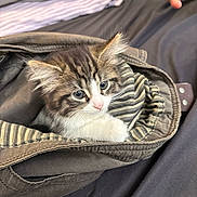 Indica is registered to the contest to win money with this photo: kitten, cat, pet, animal, furry, striped, jacket, pocket, hand, bed, blanket, curious, cute, cozy, indoor, feline, young, soft, resting, domestic