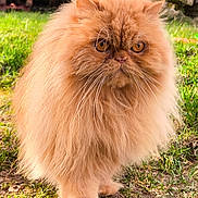 Biscuit participe au concours pour gagner de l'argent avec cette photo : cat, persian_cat, long_hair, fluffy, orange, ginger, outdoor, grass, whiskers, portrait, pet, feline, paws, golden_eyes, backyard, sitting, fur, close_up, round_face, cute