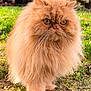 cat, persian_cat, long_hair, fluffy, orange, ginger, outdoor, grass, whiskers, portrait, pet, feline, paws, golden_eyes, backyard, sitting, fur, close_up, round_face, cute