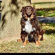 Cruz joined the competition — help win amazing prizes! animal, brown, calm, canine, daylight, dog, friendly, fur, grass, leaf, mammal, nature, outdoor, park, pet, portrait, sitting, sunlight, tree, white