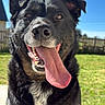 dog, tongue, happy, outdoor, sunny, grass, blue_sky, pet, canine, fur, portrait, smile, animal, nature, daylight, ears, face, tongue_out, friendly, backyard
