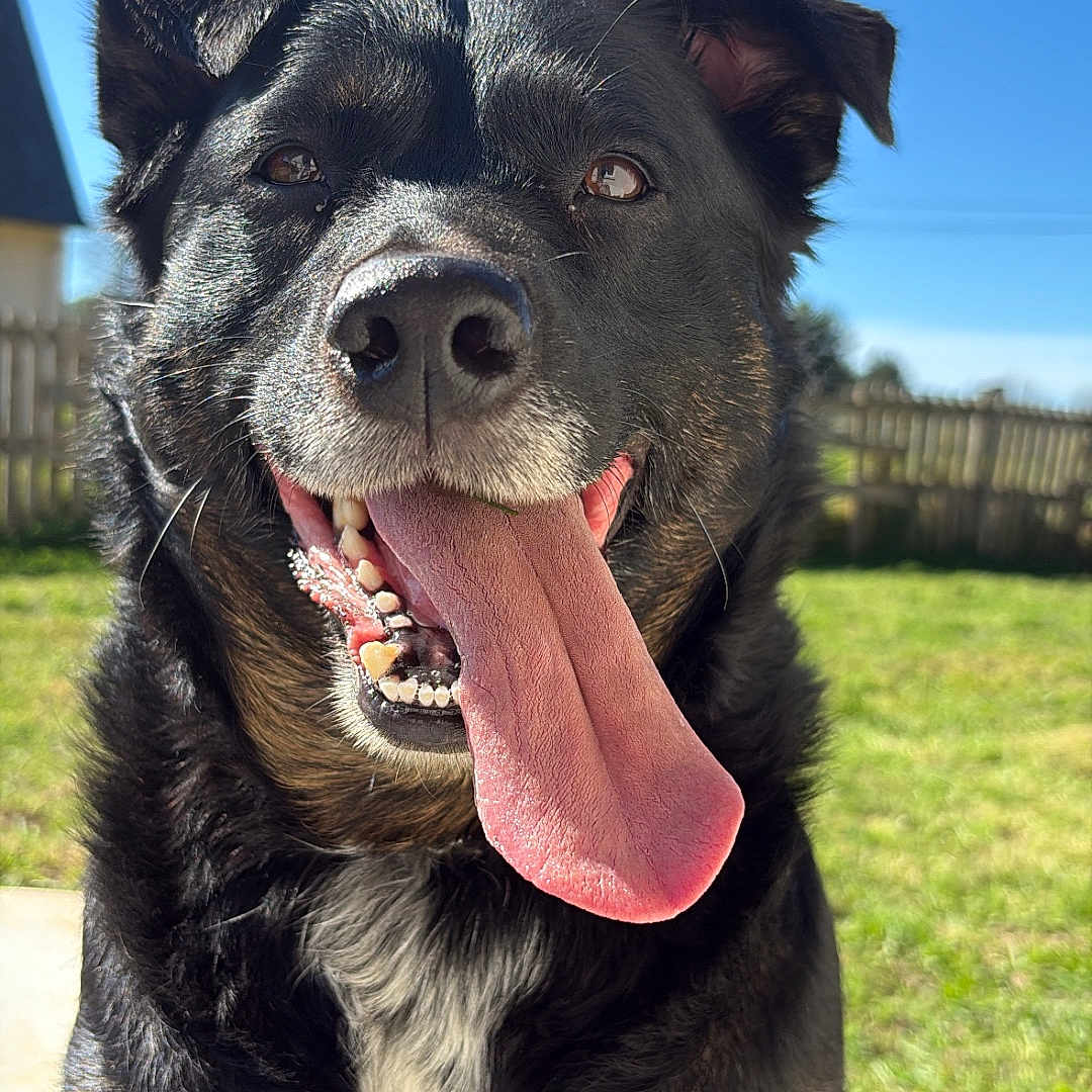 Kenza a rejoint le concours — aidez-le/la à gagner de superbes lots ! dog, tongue, happy, outdoor, sunny, grass, blue_sky, pet, canine, fur, portrait, smile, animal, nature, daylight, ears, face, tongue_out, friendly, backyard