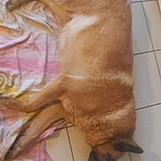 Snoop Et Bosko participe au concours pour gagner de l'argent avec cette photo : dog, lying_down, floor, tile, blanket, indoor, brown_dog, relaxed, pet, canine, fur, ear, snout, resting, home, quiet, sleeping, animal, comfort, foot