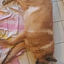 dog, lying_down, floor, tile, blanket, indoor, brown_dog, relaxed, pet, canine, fur, ear, snout, resting, home, quiet, sleeping, animal, comfort, foot