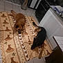 dog, dogs, blanket, kitchen, tile_floor, cabinet, stove, trash_can, baby_gate, relaxing, brown_dog, black_and_brown_dog, indoor, floor, appliance, home, pet, animal, resting, comfort