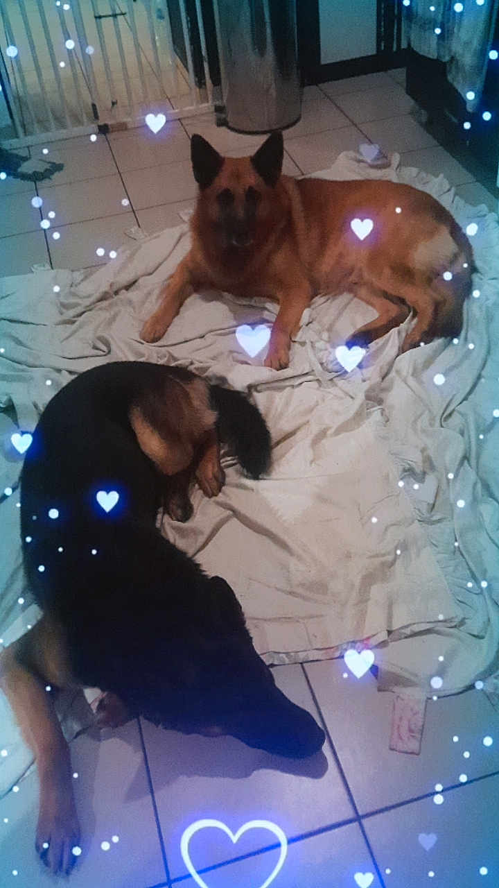 Snoop Et Bosko participe au concours pour gagner de l'argent avec cette photo : animal, blanket, blue_lights, canine, companion, dog, domestic, ears, floor, fur, german_shepherd, heart_overlay, indoor, pets, relaxed, resting, sleeping, tail, tile_floor, two_animals