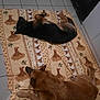 dog, dogs, lying_down, blanket, patterned_blanket, kitchen_floor, tile_floor, resting, brown_dog, black_and_brown_dog, appliance, trash_bin, indoor, pets, sleeping, domestic_animals, relaxing, floor, home, canine