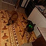 dog, pets, indoor, kitchen, floor, tile_floor, mat, glowing_eyes, animal, canine, resting, brown_dog, black_dog, domestic_animal, household, cabinet, stove, trash_can, blanket, door_gate