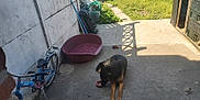 Snoop Et Bosko participe au concours pour gagner de l'argent avec cette photo : dog, german_shepherd, toy, patio, concrete, bike, bicycle, pet_bed, grass, yard, swing, outdoor, sunny, shadow, fence, garden, play, relaxing, animal, daytime